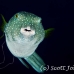 puffer_whitespotted_db_h_0705_png2118.jpg